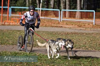 Гонки с собаками: под Тверью прошел чемпионат России по бесснежным дисциплинам ездового спорта