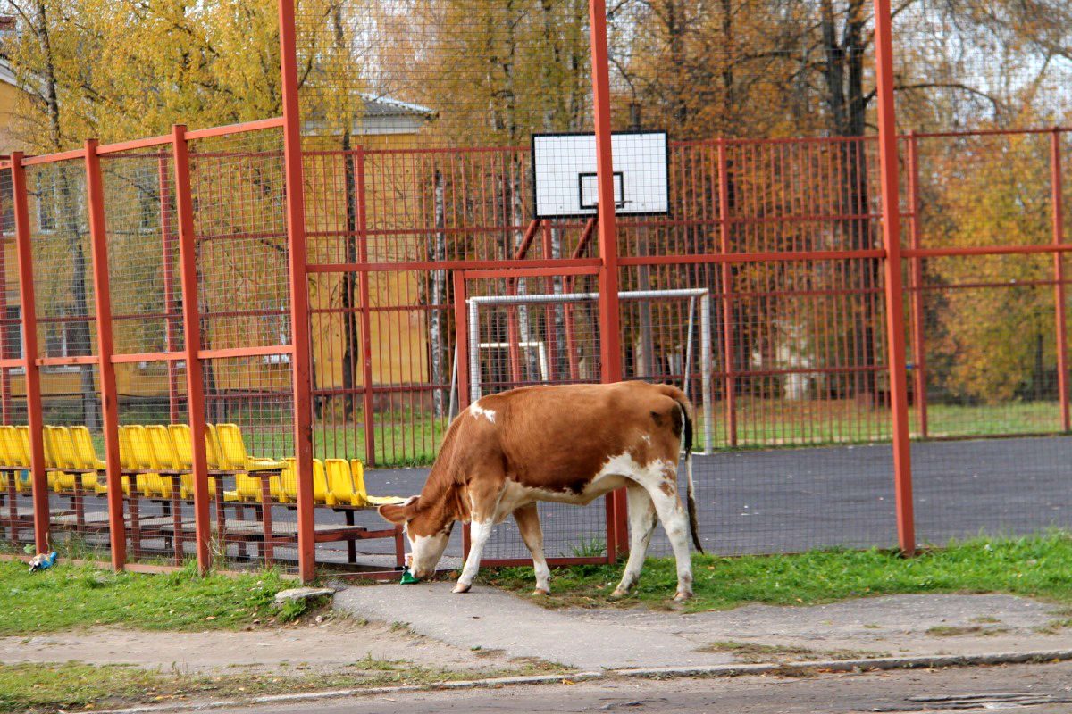 В Нелидово коровы пришли на урок физкультуры в местную школу