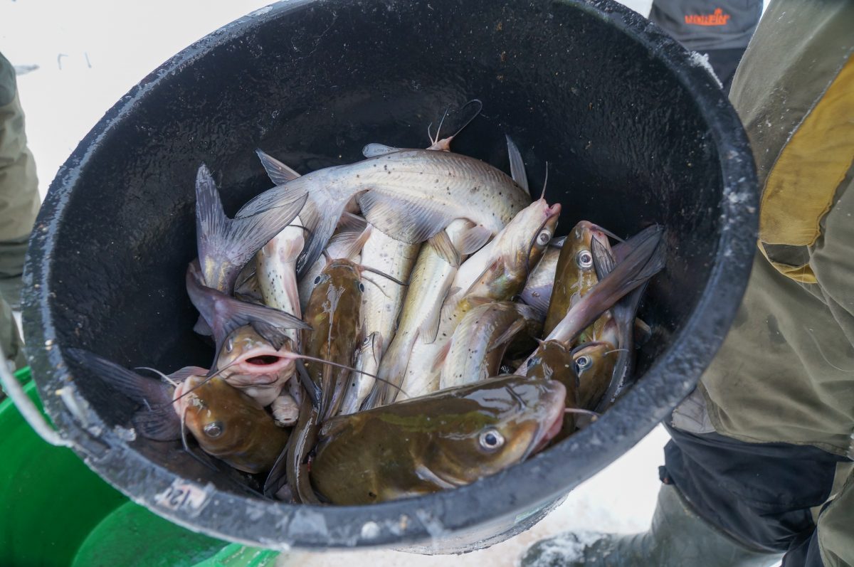 Улов «сумасшедших» рыболовов Тверской области потянул на 75 кг
